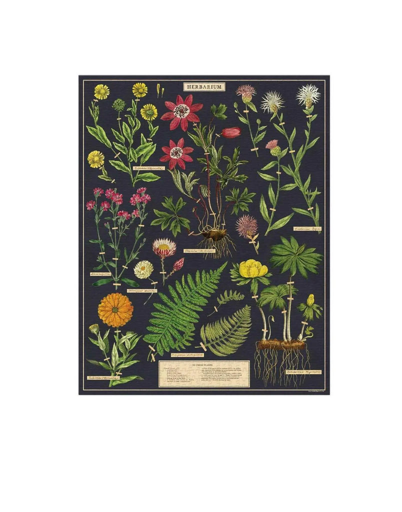 Herbarium 1000 Piece Vintage Puzzle Cavallini & Co Long Way Home