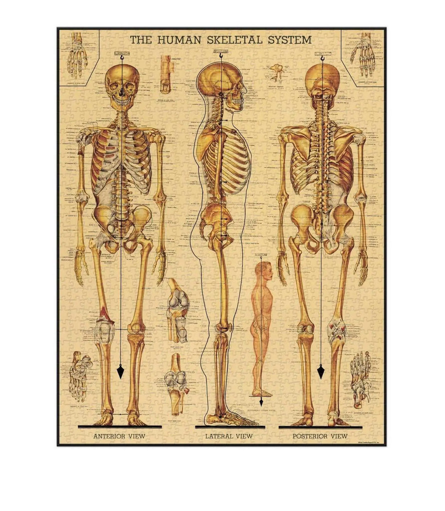 Skeletal System 1000 Piece Vintage Puzzle Cavallini & Co Long Way Home